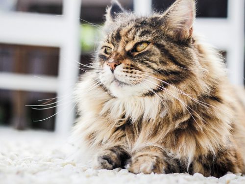 LONGHAIRED CAT