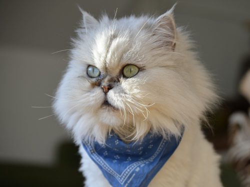 PERSIAN CAT